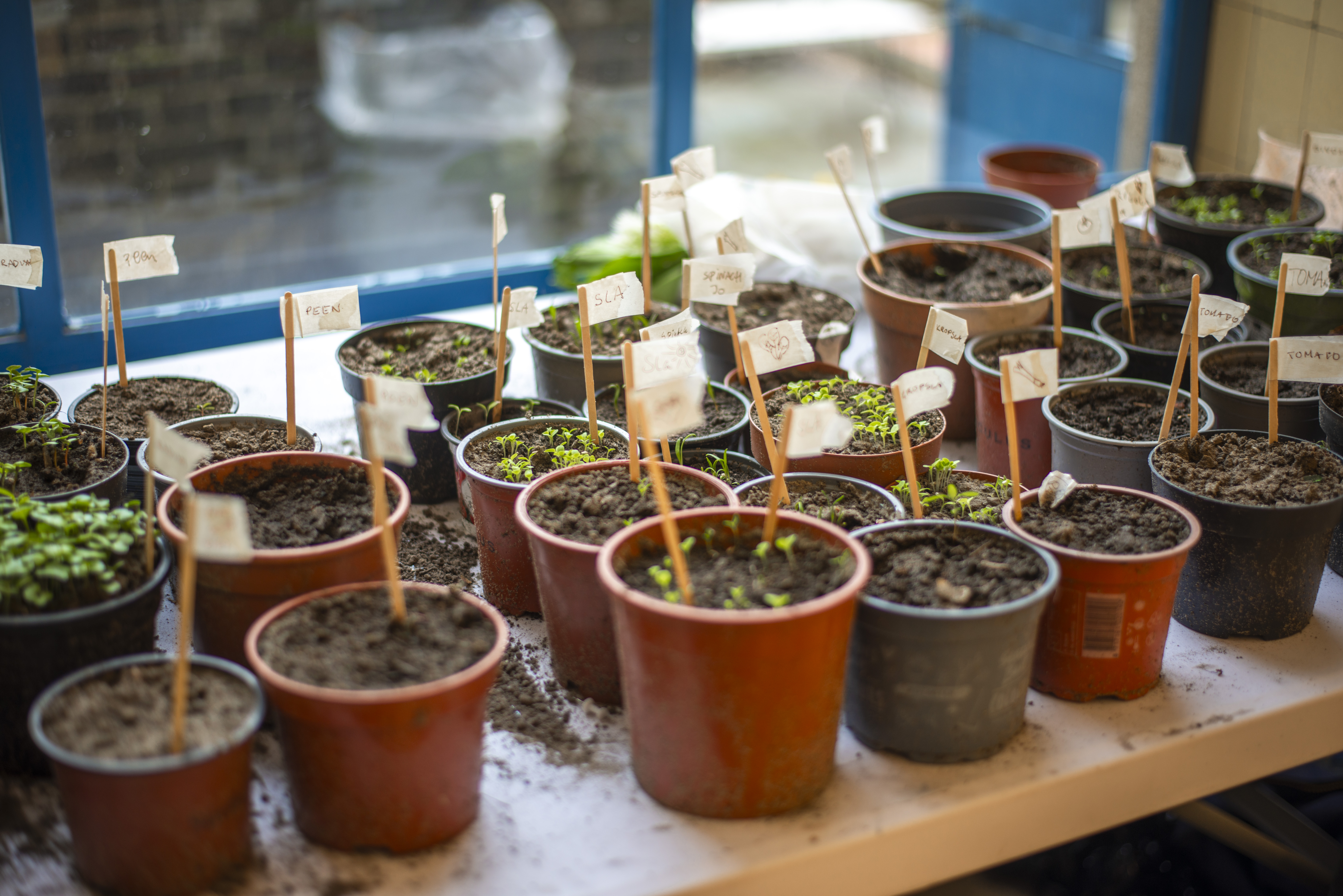 Rooting Ecologies Garden